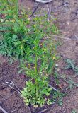 Ranunculus sceleratus. Цветущее растение. Псковское озеро, остров Верхний. 14.06.2014.