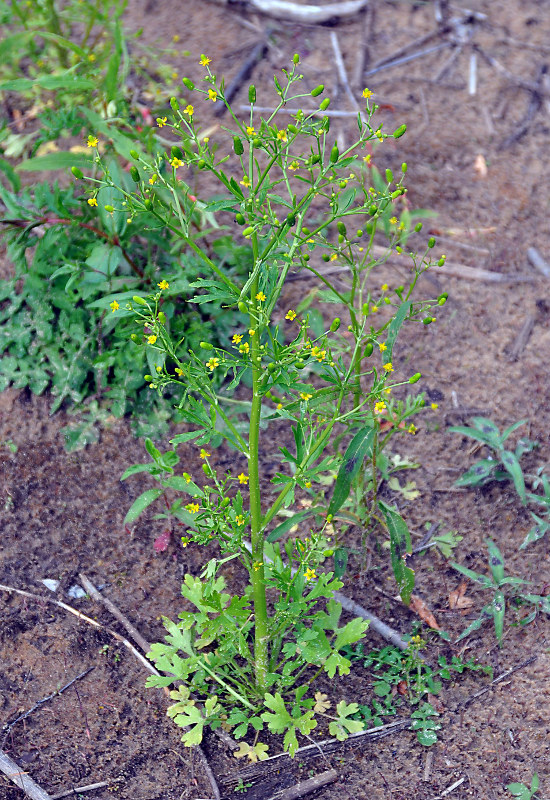 Изображение особи Ranunculus sceleratus.