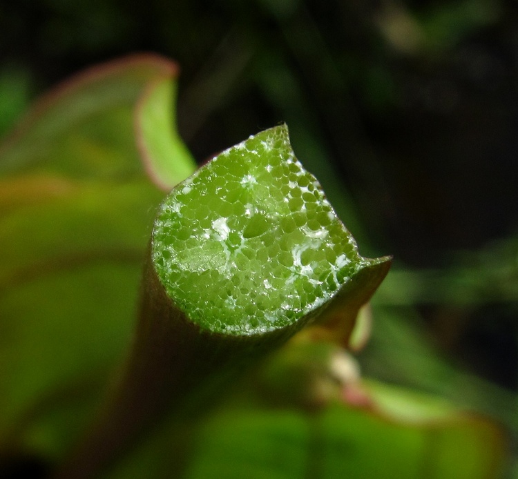 Image of Alisma lanceolatum specimen.