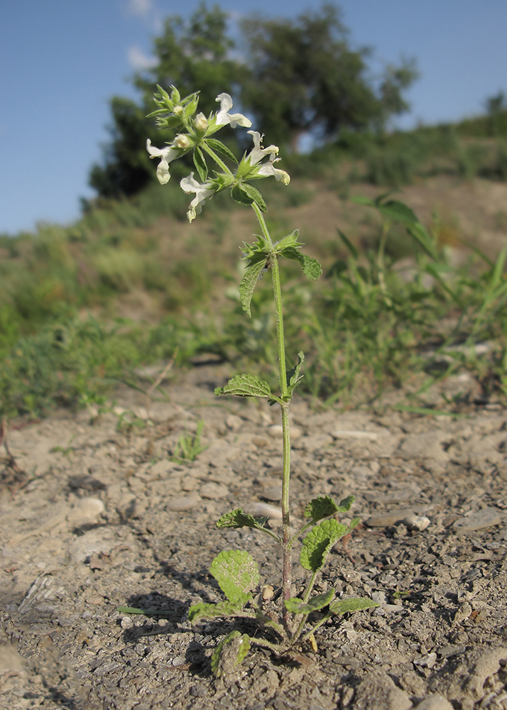 Image of Stachys annua specimen.