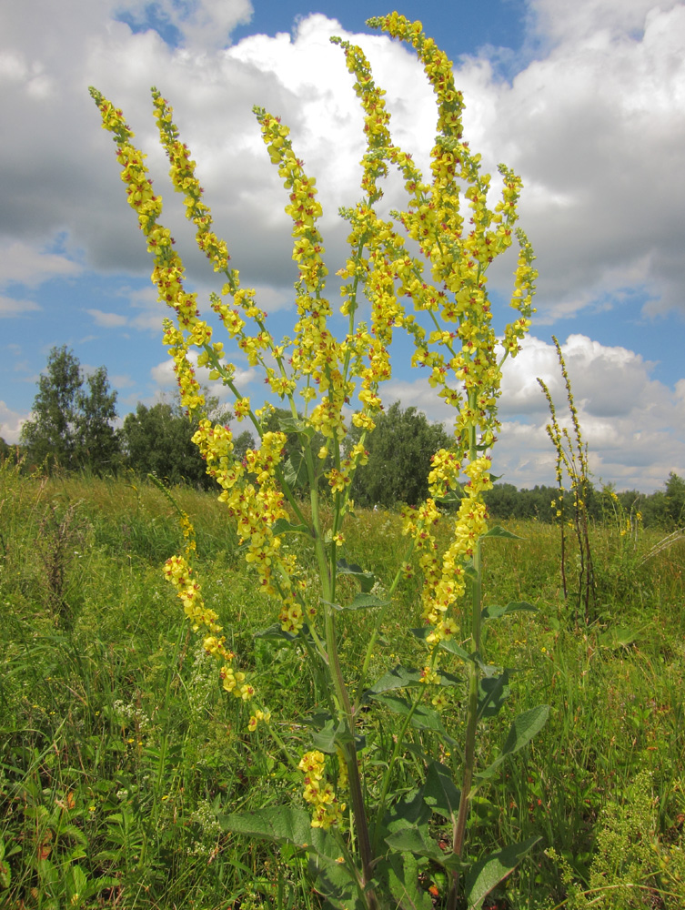 Image of Verbascum marschallianum specimen.