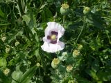 Papaver somniferum