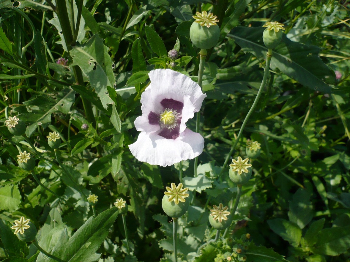 Изображение особи Papaver somniferum.