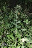 Mycelis muralis