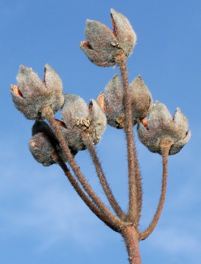 Image of Cistus laurifolius specimen.