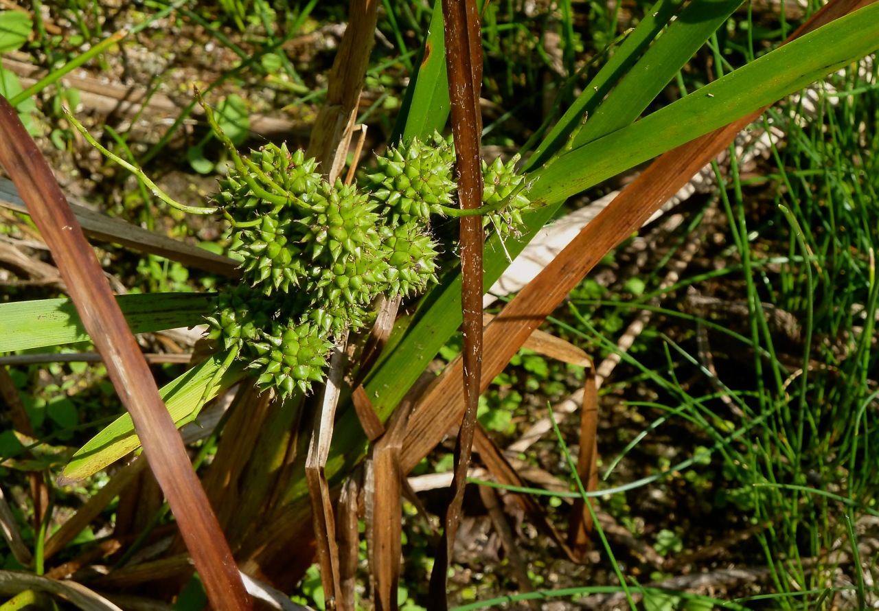 Image of Sparganium microcarpum specimen.