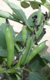 Vicia faba. Средняя часть побега с невызревшими плодами. Германия, г. Дюссельдорф, Ботанический сад университета. 03.07.2014.