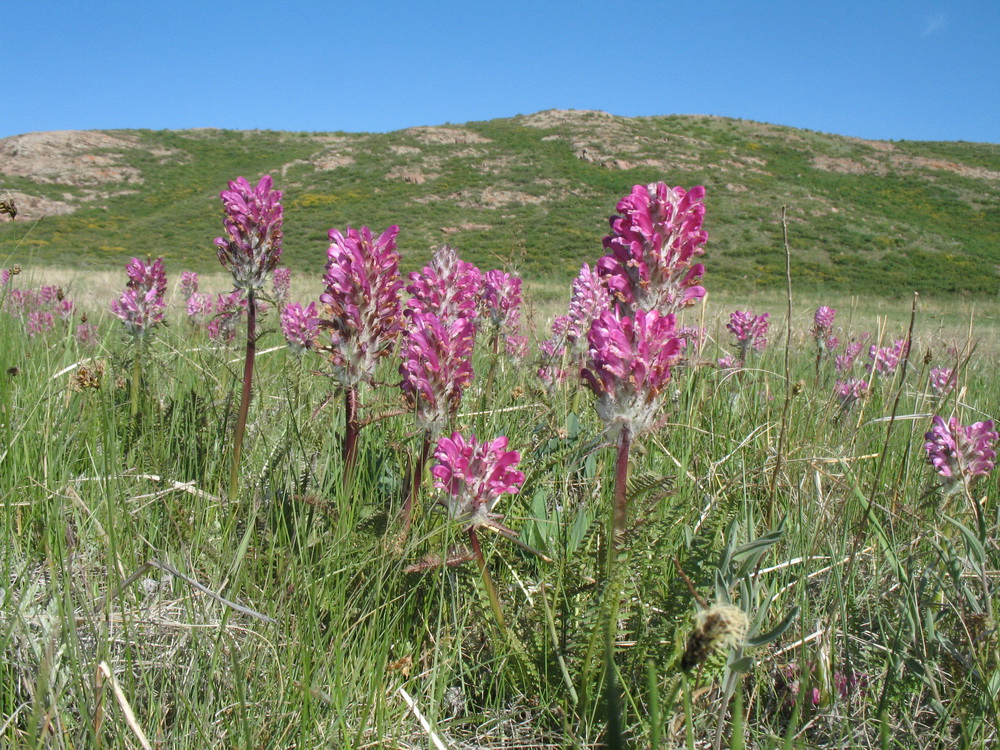 Image of Pedicularis dasystachys specimen.
