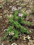 Thymus roegneri