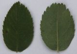 Image of taxon representative. Author is Сергей Банкетов