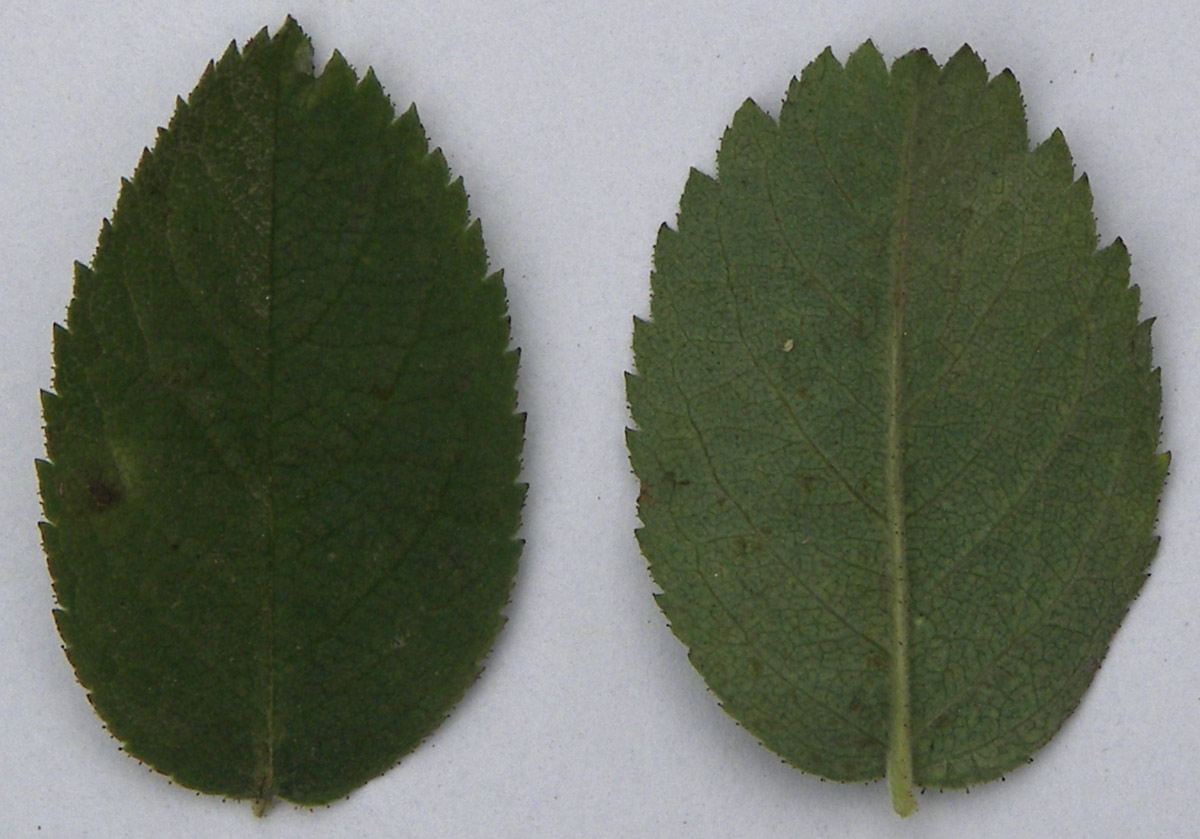 Image of Rosa pubicaulis specimen.