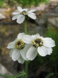 Achillea ledebourii. Соцветия. Восточный Казахстан, Южный Алтай, Маркакольская котловина, пер. в долину Холодная. 29 июня 2012 г.