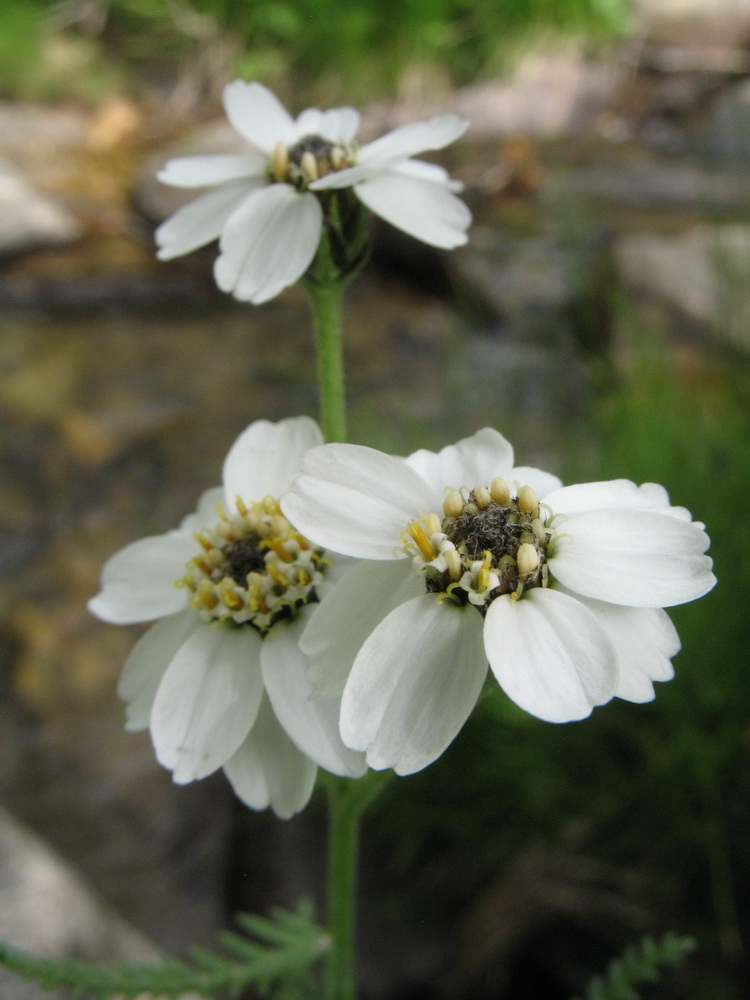 Изображение особи Achillea ledebourii.