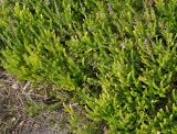Bruckenthalia spiculifolia. Плодоносящие растения. Германия, г. Дюссельдорф, Ботанический сад университета. 05.09.2014.