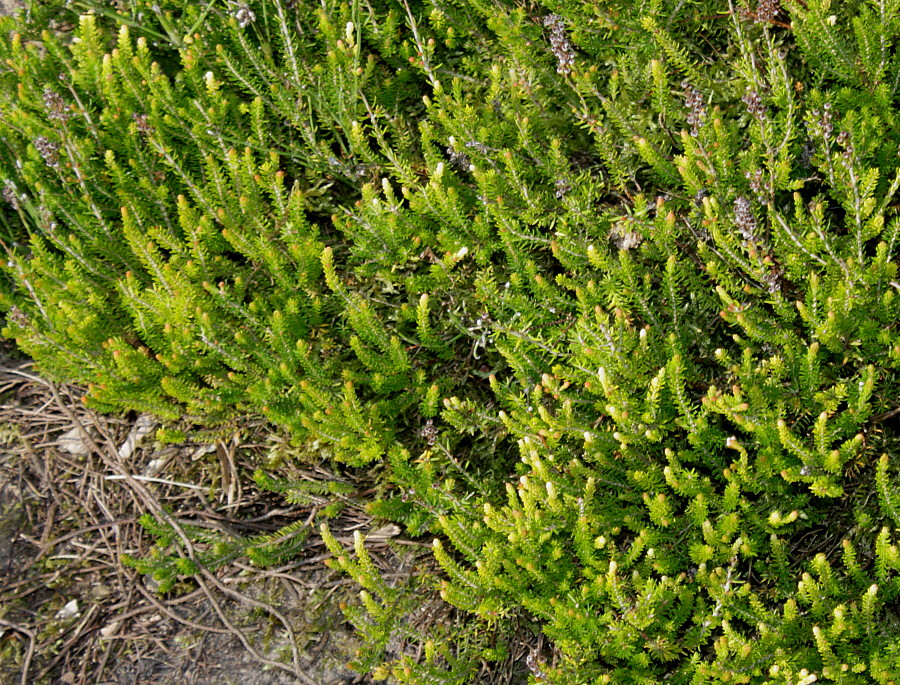 Image of Bruckenthalia spiculifolia specimen.