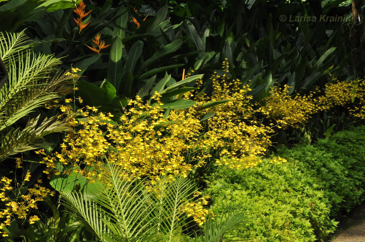 Image of genus Oncidium specimen.