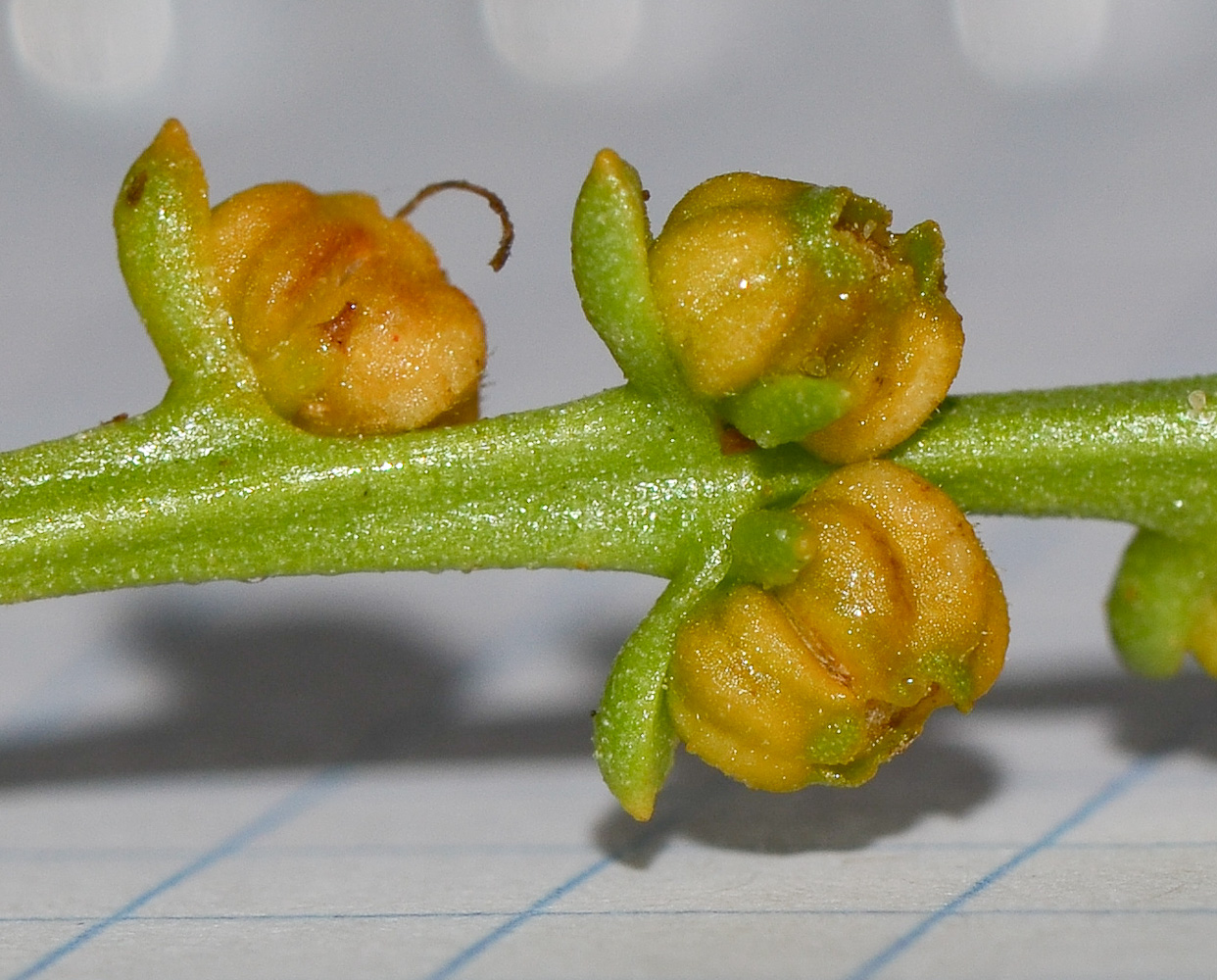 Image of Scaevola crassifolia specimen.