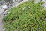 Arctostaphylos uva-ursi. Плодоносящие растения на каменистом склоне. Бурятия, плато п-ова Святой нос (выс. около 1800 м н.у.м.). 22.07.2009.