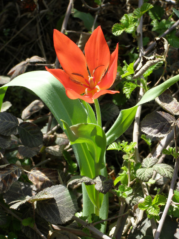 Image of Tulipa praestans specimen.