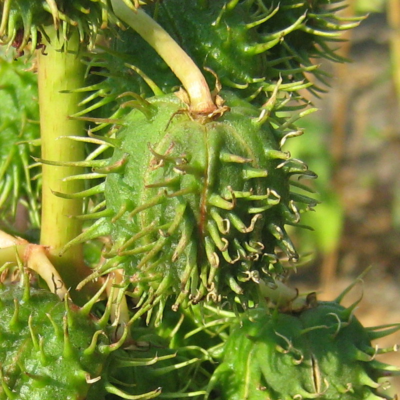 Image of Ricinus communis specimen.