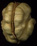 Juglans regia. Семя (удалены все оболочки). Курская обл., Железногорский р-н, пос. Каменец, дачи Жуковец, в культуре. 28 сентября 2009 г.
