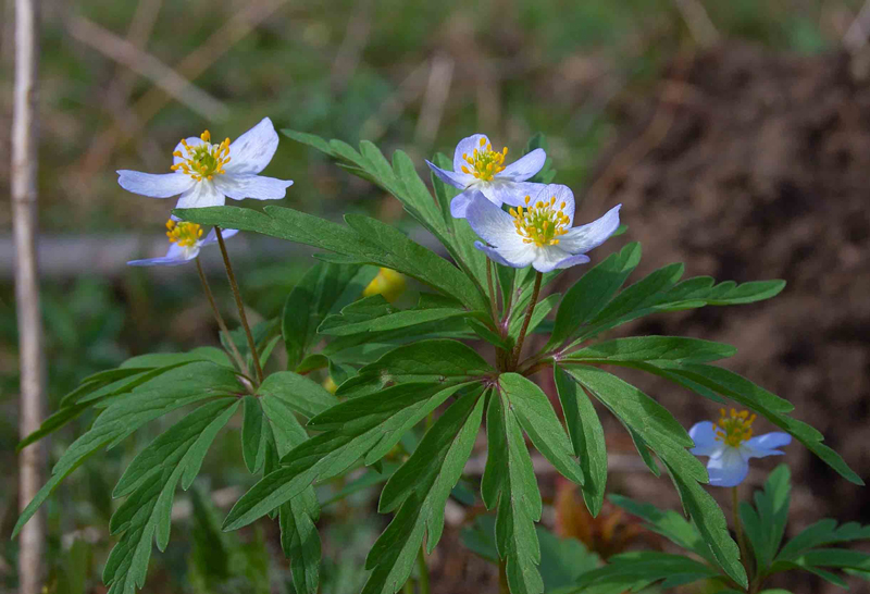 Изображение особи Anemone caerulea.