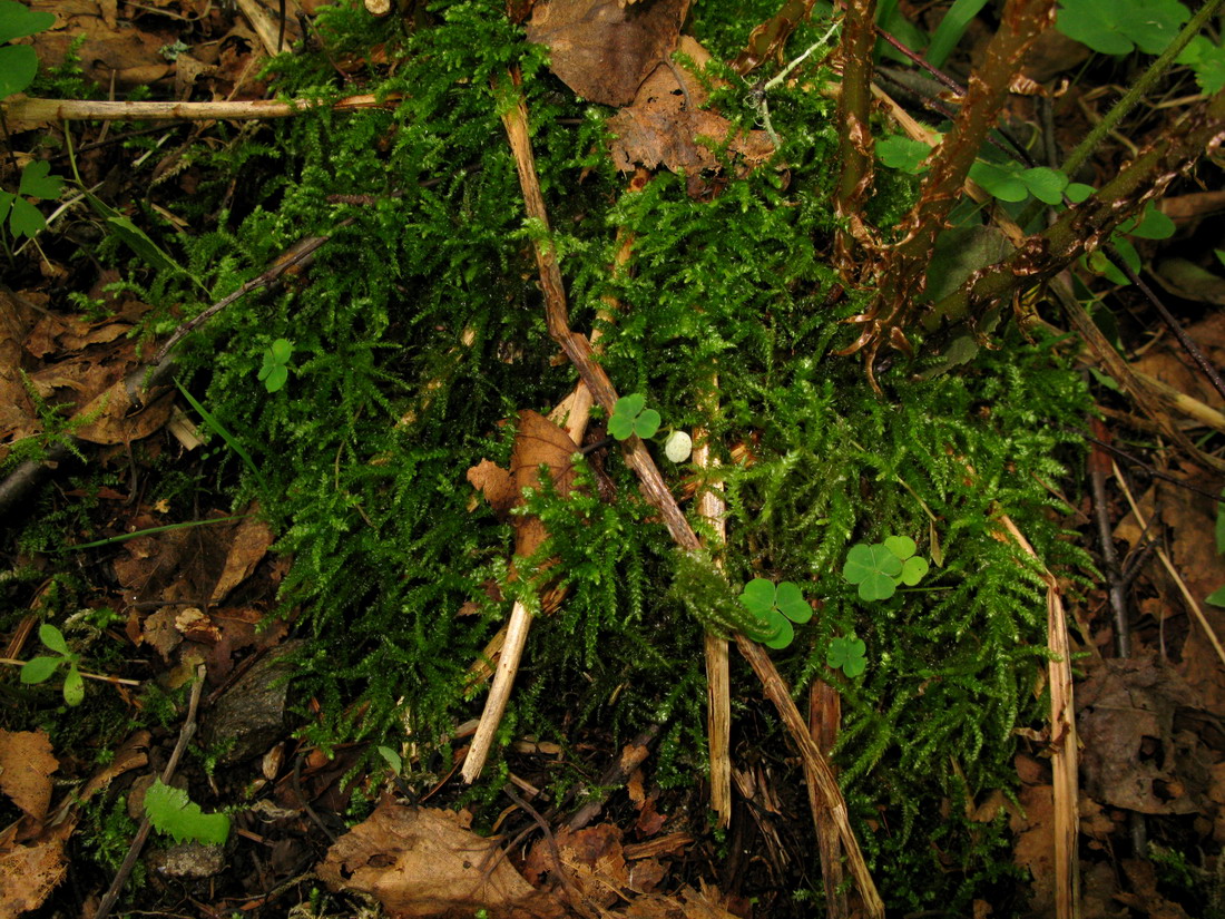 Изображение особи Eurhynchium angustirete.