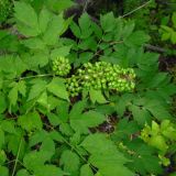 Actaea erythrocarpa