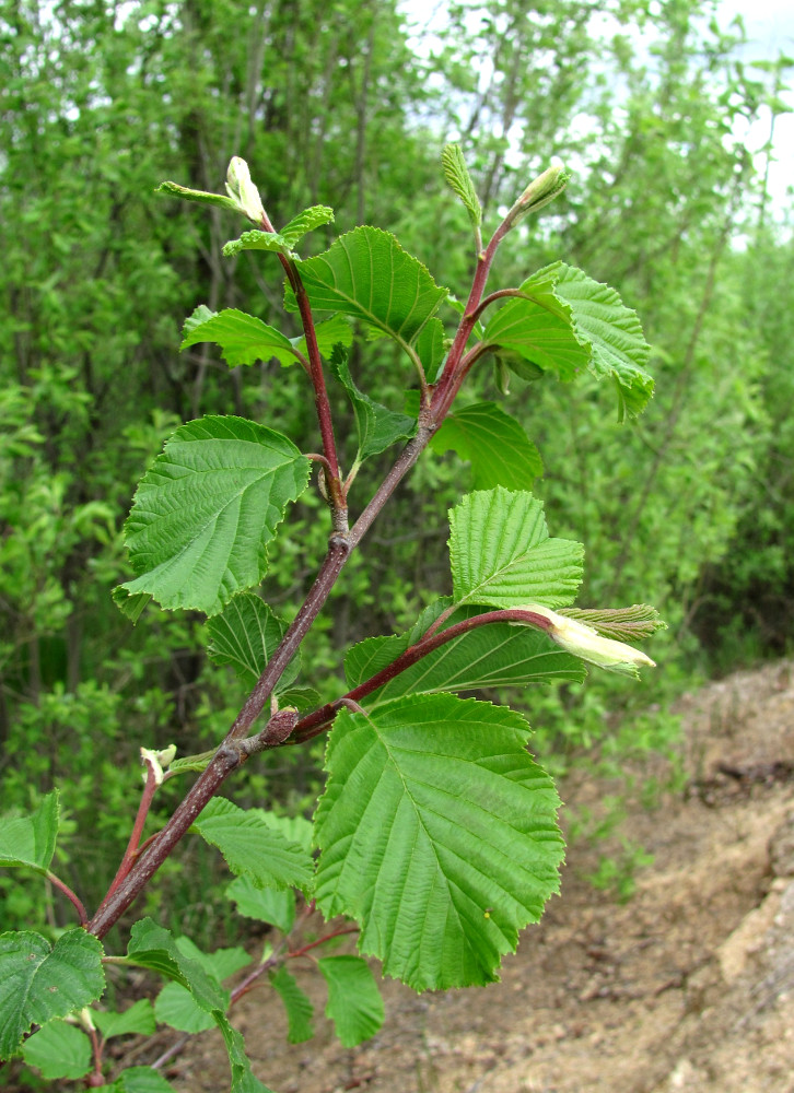 Изображение особи Alnus incana.