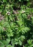 Anemonastrum fasciculatum