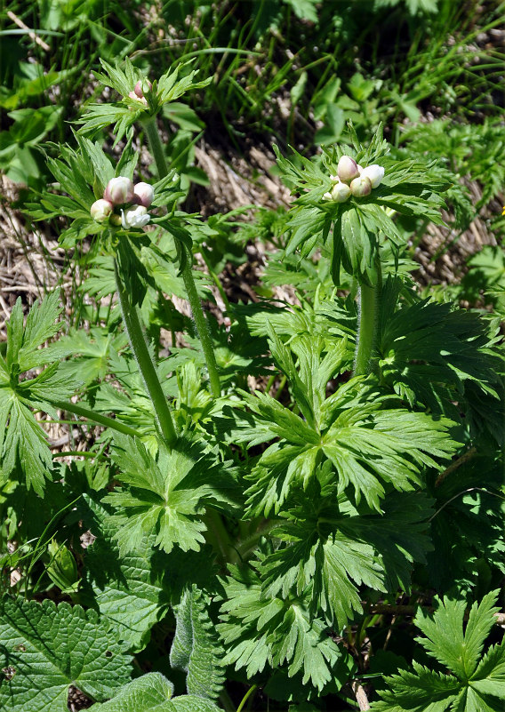 Изображение особи Anemonastrum fasciculatum.