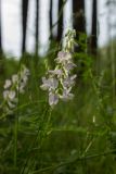 Vicia sylvatica