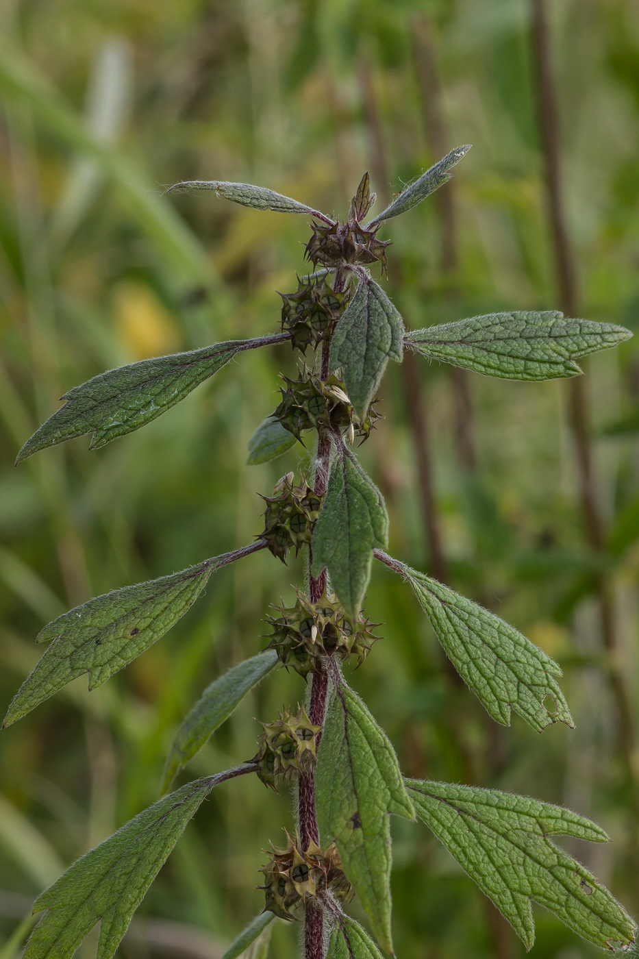 Изображение особи Leonurus quinquelobatus.