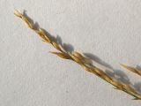 Poa palustris