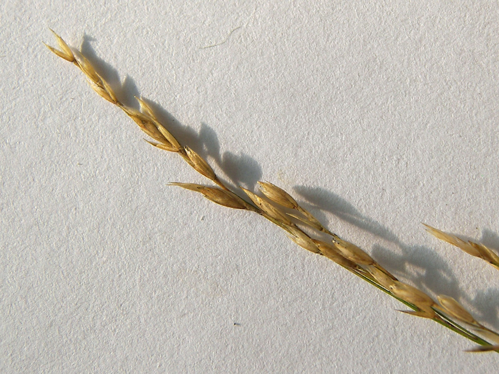 Image of Poa palustris specimen.