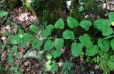 Dioscorea caucasica