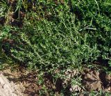 Polygonum aviculare. Цветущее растение. Московская обл., Раменский р-н, окр. ж.-д. платформы Хрипань, залежь. 30.07.2015.