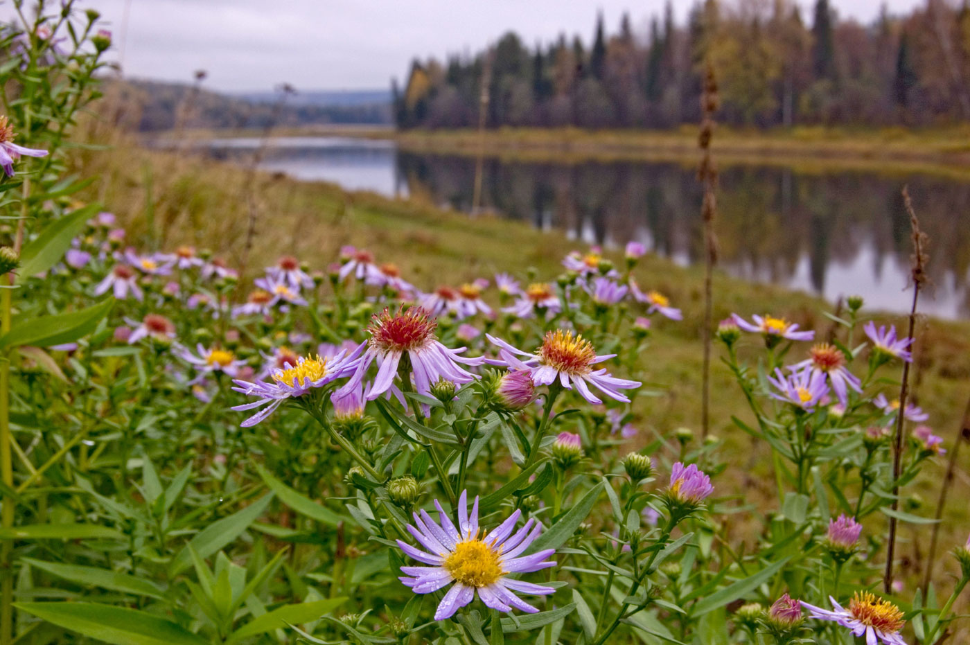 Изображение особи Symphyotrichum &times; salignum.