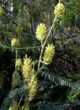 Astragalus ponticus