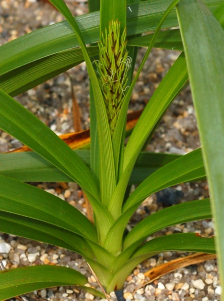 Image of Carex kobomugi specimen.