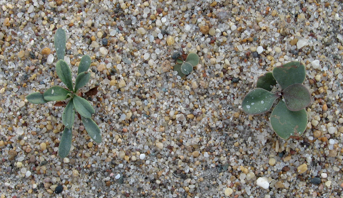 Image of Limonium &times; erectiflorum specimen.