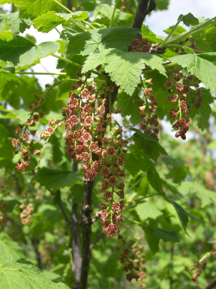 Image of Ribes biebersteinii specimen.