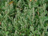 род Polygonum