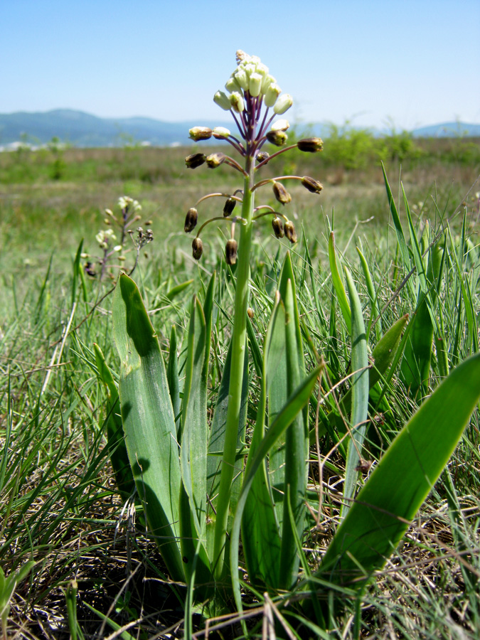 Image of Bellevalia sarmatica specimen.