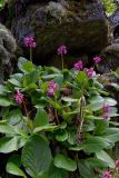 Bergenia crassifolia. Цветущие растения. Бурятия, Байкальский заповедник, средняя часть северного склона хр. Хамар-Дабан, долина р. Осиновка, темнохвойная тайга, валунный склон. 16.06.2014.