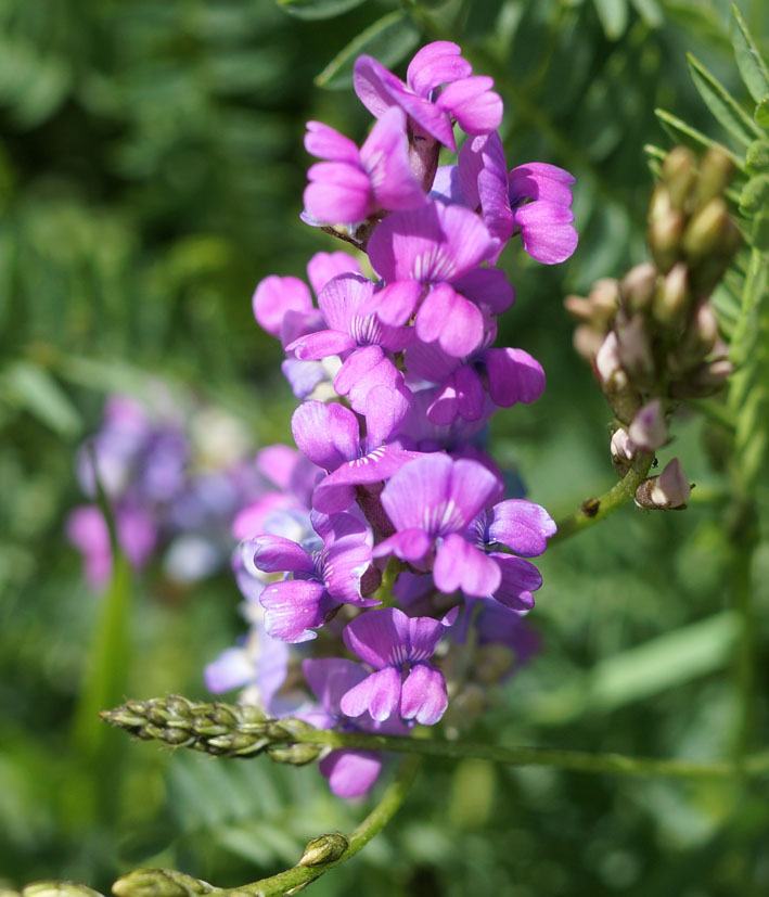 Изображение особи род Oxytropis.