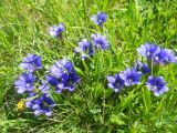 Gentiana dshimilensis