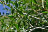 Salix pseudopentandra