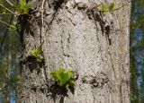 Populus &times; sibirica