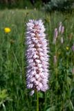 Bistorta officinalis. Соцветие. Свердловская обл., Североуральский городской округ, окр. пос. Сосьва, бывшая дер. Воскресенка, разнотравный луг на берегу р. Сосьва. 13.06.2015.